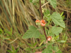 Sphaeralcea bonariensis
