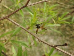 Brachygastra lecheguana