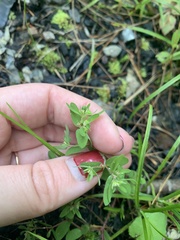 Euphorbia vermiculata