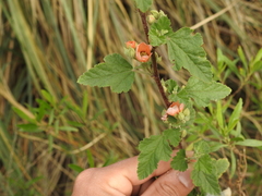 Sphaeralcea bonariensis
