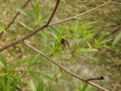 Brachygastra lecheguana