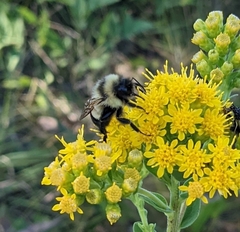 Bombus affinis