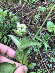Lepechinia caulescens