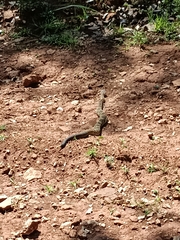 Crotalus molossus nigrescens