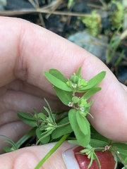 Euphorbia vermiculata