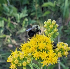 Bombus affinis