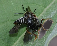 Coelioxys sayi