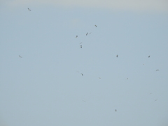 Chroicocephalus cirrocephalus