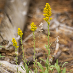 Solidago velutina