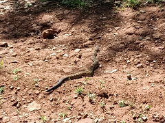 Crotalus molossus nigrescens