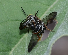 Coelioxys sayi