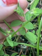 Euphorbia vermiculata