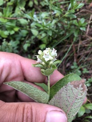 Lepechinia caulescens