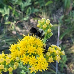 Bombus affinis