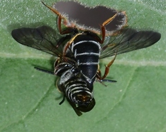 Coelioxys sayi
