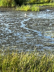 Charadriiformes