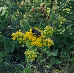 Bombus affinis