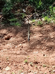 Crotalus molossus nigrescens