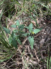 Sigesbeckia orientalis