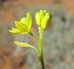 Bulbine pendula