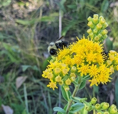 Bombus affinis