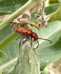 Tetraopes femoratus