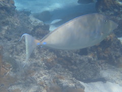 Acanthuridae