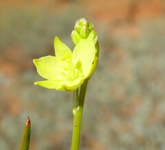 Bulbine pendula