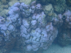 Montipora flabellata