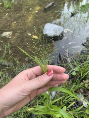 Panicum dichotomiflorum