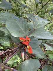 Erythrina breviflora