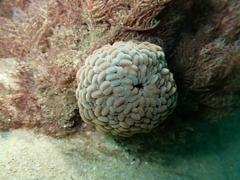 Phlyctenactis tuberculosa