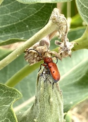 Tetraopes femoratus