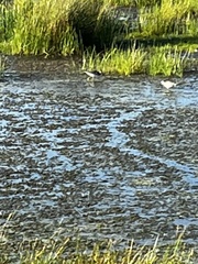Charadriiformes