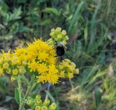 Bombus affinis