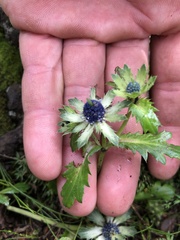 Eryngium carlinae