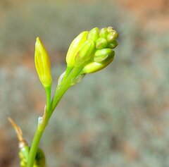Bulbine pendula
