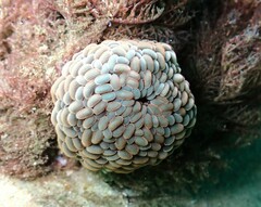 Phlyctenactis tuberculosa