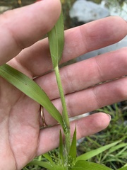 Panicum dichotomiflorum