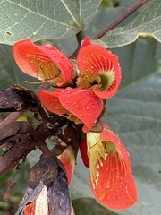 Erythrina breviflora