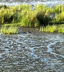 Charadriiformes