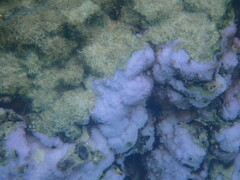 Montipora flabellata