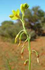 Bulbine pendula