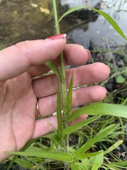 Panicum dichotomiflorum