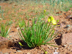 Bulbine pendula