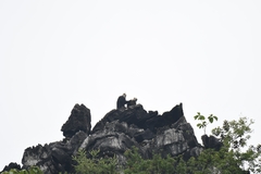 Trachypithecus leucocephalus