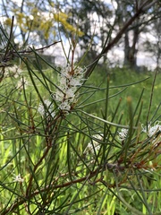 Hakea rostrata
