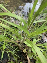 Panicum dichotomiflorum