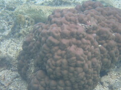 Porites