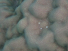 Porites
